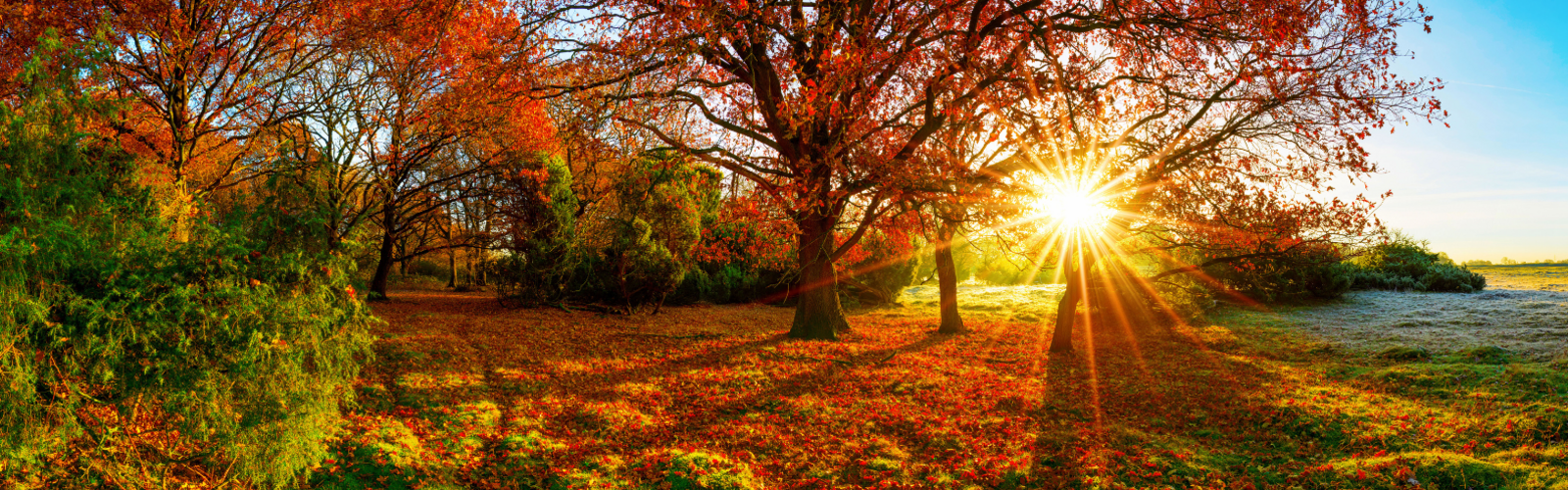 Haal de herfst kleuren in huis!