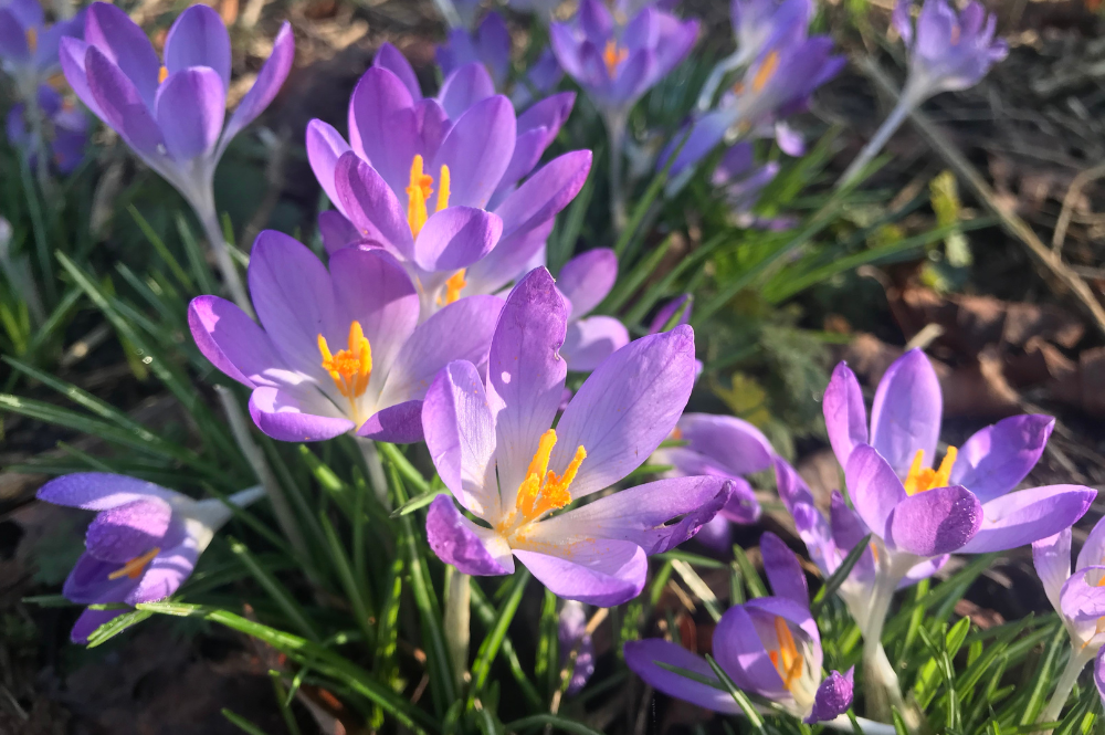 Voorjaarsbollen kopen in Breda? Kom naar Poppelaars Budget Bloemen & Planten!