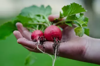 De moestuin in mei