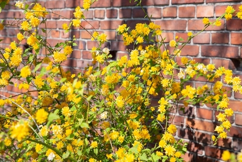 vergeetachtig bereik Toelating Paasgele bloemen voor binnen en buiten - Poppelaars Tuincentrum