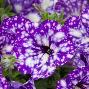 Petunia NightSky