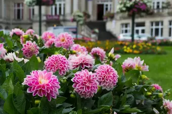 Zomerbollen planten