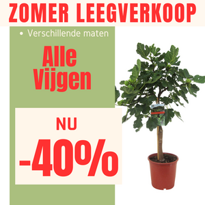 Zomer leegverkoop